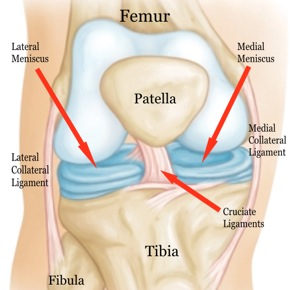 Forest Hills Rehabilitation photo of knee anatomy