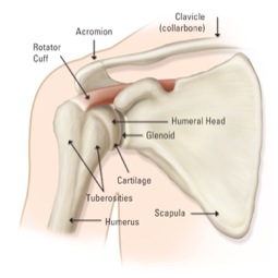 Image of shoulder joint to demonstrate shoulder pain treated at Forest Hills Rehabilitation.